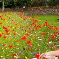 Oriel Park - Ballincollig