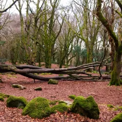 Barna Woods - Barna