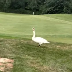 Castleknock Golf Club - Blanchardstown