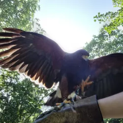 Coolmine Woods - Blanchardstown