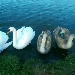 Tyrrelstown Park - Blanchardstown