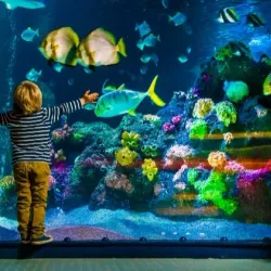National Sea Life Centre - Bray