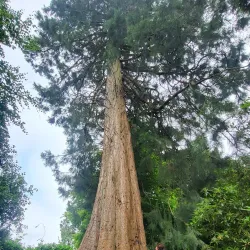 Altamont Gardens - Carlow