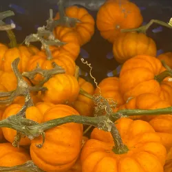 Carlow Farmers Market - Carlow