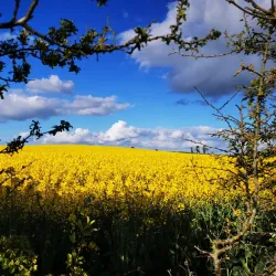 Oak Park Forest Park - Carlow