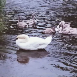 Carrick on Shannon Castle - Carrick on Shannon