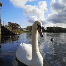 River Shannon - Carrick on Shannon
