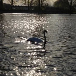 River Shannon - Carrick on Shannon