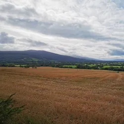 Knockgraffon Motte - Carrick-on-Suir