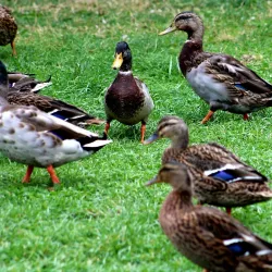 Carrigaline Community Park - Carrigaline
