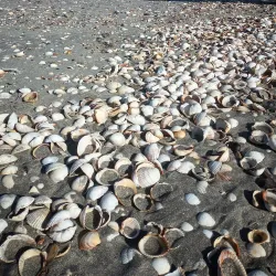 Ringaskiddy Beach - Carrigaline