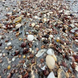 Ringaskiddy Beach - Carrigaline