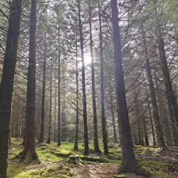 Slieve Bloom Mountains - Castletown