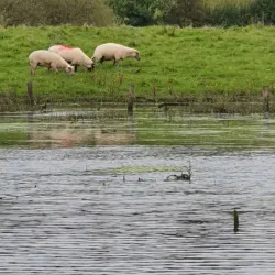 Lough Oughter - Cavan