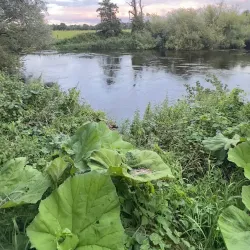 River Liffey Walks - Celbridge