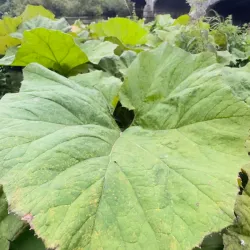 River Liffey Walks - Celbridge