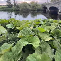 River Liffey Walks - Celbridge