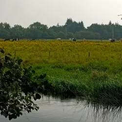 River Liffey Walks - Celbridge
