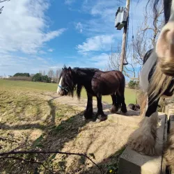 Clonmel Greyhound Stadium - Clonmel
