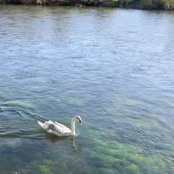 River Suir - Clonmel