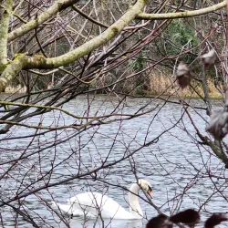 River Suir - Clonmel