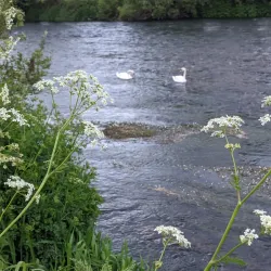 River Suir - Clonmel