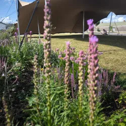 The Clonmel Junction Festival - Clonmel