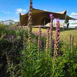 The Clonmel Junction Festival - Clonmel