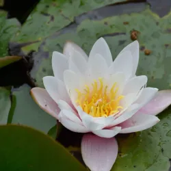 Fitzgerald Park - Cork