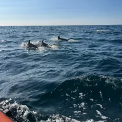Blasket Islands - Dingle