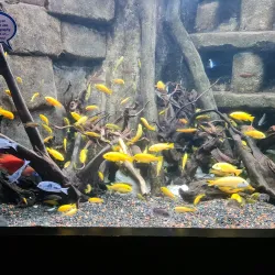 Dingle Oceanworld Aquarium - Dingle