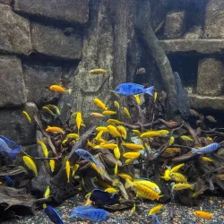 Dingle Oceanworld Aquarium - Dingle