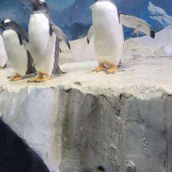 Dingle Oceanworld Aquarium - Dingle