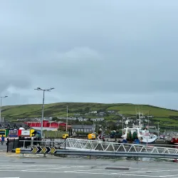 Fungie the Dolphin - Dingle