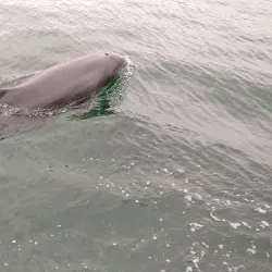 Fungie the Dolphin - Dingle