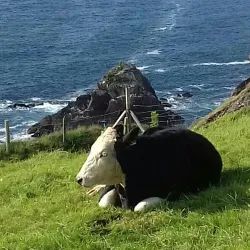 Slea Head Drive - Dingle