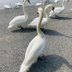 Malahide Estuary Nature Reserve (nearby) - Donabate