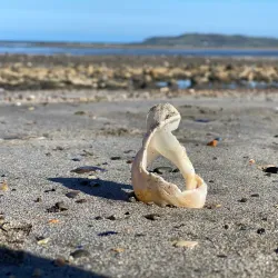 Portrane Beach - Donabate