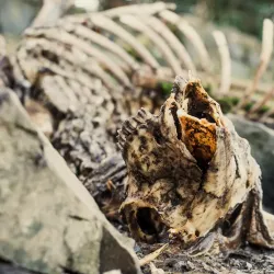 Boyne River Walk - Drogheda