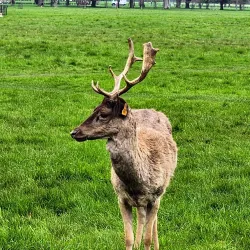 Phoenix Park - Dublin