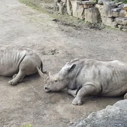 Phoenix Park - Dublin