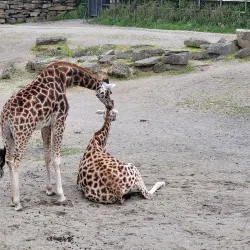 Phoenix Park - Dublin
