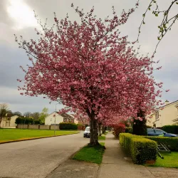 Dunboyne Village - Dunboyne