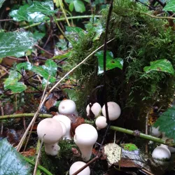 Moyvalley Nature Trails - Dunboyne