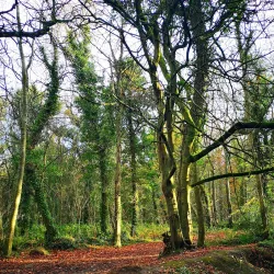 Moyvalley Nature Trails - Dunboyne