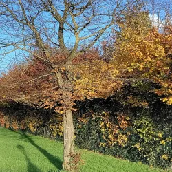 Ratoath Park - Dunboyne