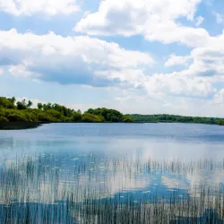 Dromore Wood Nature Reserve - Ennis