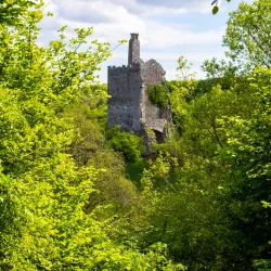 Dromore Wood Nature Reserve - Ennis