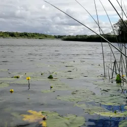 Dromore Wood Nature Reserve - Ennis