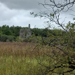 Dromore Wood Nature Reserve - Ennis